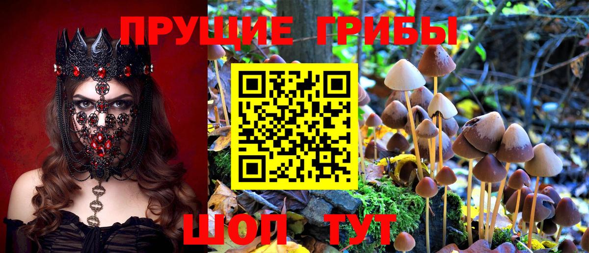 Мурино  Галлюциногенные грибы прущие грибы  Вход с VPN 