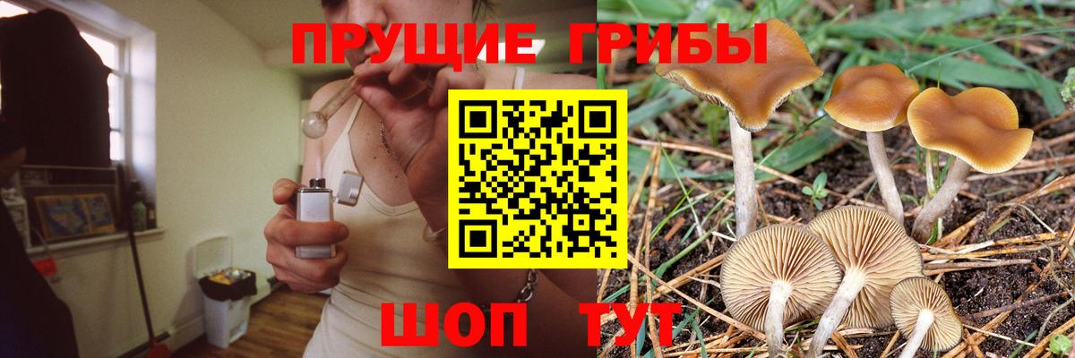 Псилоцибиновые грибы прущие грибы Мурино